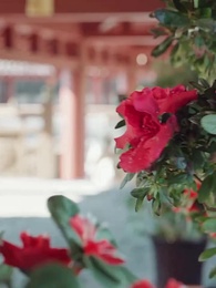 ตอนที่ 17 - [พากย์ไทย]พระคุณบนบัลลังก์