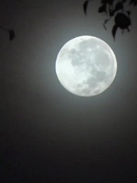 Episodio 1 - La Rinascita della Fenice