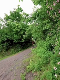 Цветы судьбы у трона - Episode 56