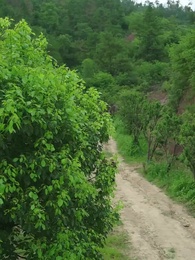 第52話 - 君を守る春の大地