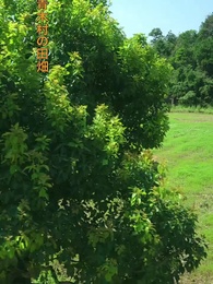 君を守る春の大地 - Episode 2