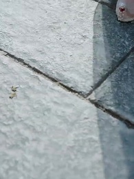 Phượng Quy Vân - Episode 11