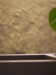 第1話 - 不倫パパラッチ