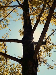 Episode 18 - Rising from Shadows