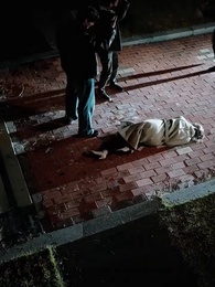 Episode 25 - Verstummte Stimme, verlorene Liebe