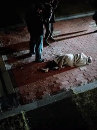 MR. DIAZ'S DEAF BRIDE - Episode 28