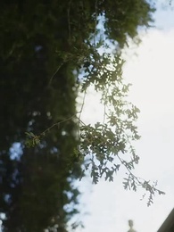 Episódio 55 - Roubando Meu Alfa Frio