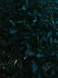 第26集 - 第二人生，教父的妻子