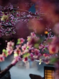 第1集 - 福孕妖妃