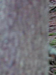 懷上他的禁忌秘密慾望 - Episode 1