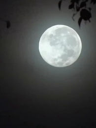 Tập 1 - Phượng Hoàng Tái Thế