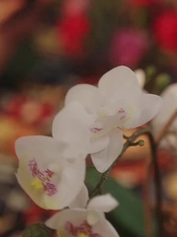 Episode 38 - Die unterschätzte Ehefrau des CEOs