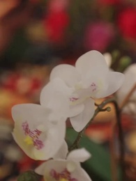 Depois do Sim, Meu CEO - Episode 38