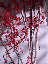 ¿Un Final Feliz para Bella? - Episode 116