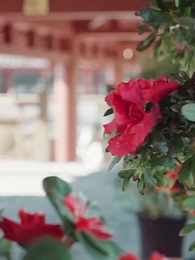 Episode 17 - Die Kaiserinmutter aus dem Volk