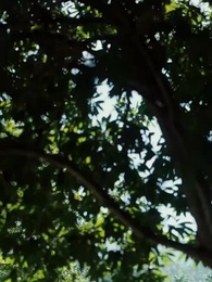 Il Lignaggio dei Guerrieri - Episode 60