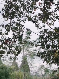 ตอนที่ 1 - ลิขิตรักทายาทแสนล้าน