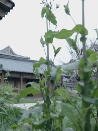 第53集 - 回到古代當太監