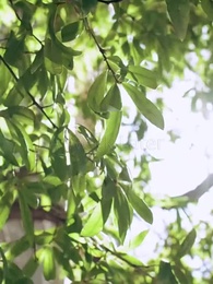 Heiress’s Ballet Revenge - Episode 51