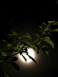 Thâm Cung Kế - Episode 4