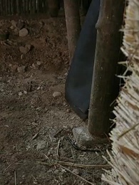 O Retorno da Noiva - Episode 32