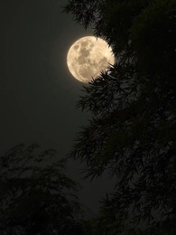 第46集 - 神針無敵小聖手