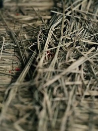 替嫁後婆家靠我心聲逆天 - Episode 64