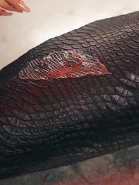 Episode 7 - Retreat from the Python Nest