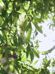 انتقام وريثة الباليه - Episode 51