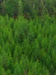 Episode 1 - Rückkehr der unbeanspruchten Königin