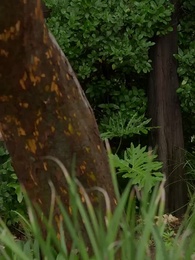 Episódio 33 - O Segredo da Curandeira