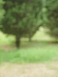 第70集 - 雲深處微光