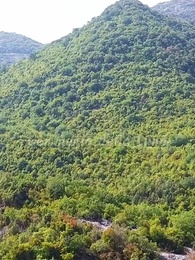 Episodio 64 - La Compagna del Re Alpha