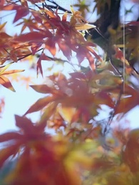 斬情緣斷妄念我只想成仙 - Episode 2