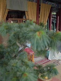 Prodigy Lawyer in a Child's Body - Episode 5