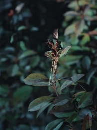 第43集 - 愛為囚籠，我為籌碼