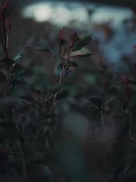 愛為囚籠，我為籌碼 - Episode 36