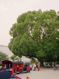 第27話 - 踊るたま子