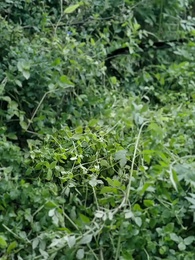 Episodio 1 - El Veneno del Engaño