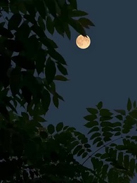 Episódio 24 - [Dublado]A Noiva Falsa e a Família que Lê Mentes