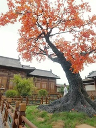 Episodio 8 - Aurora: El Velo de la Venganza