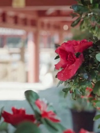 Kasih Seorang Ibu - Episode 17