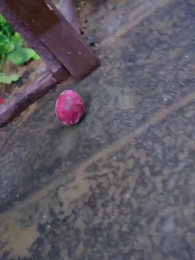 الحلقة 41 - [مدبلج]زفاف القدر