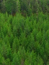 Episod 1 - Menyinari Bunga Jatuh