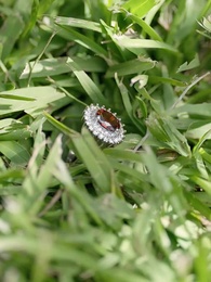 Don't Mess with Billionaire's Daughter - Episode 14