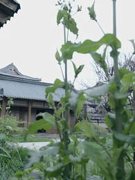 Épisode 53 - Faux Eunuque, Vrai Génie