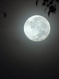 Episodio 1 - Venganza y Poder: La Ley del Fénix