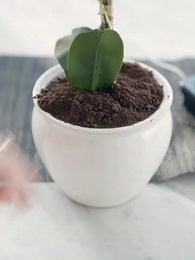 Episodio 7 - Mentiras de Élite