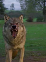 Alpha Stepbrothers Bite Me - Episode 31