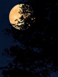 黃雀在後 - Episode 34